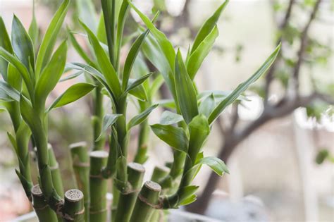 種桃花風水|風水植物｜不只富貴竹！7款招財/招桃花植物推介+不可不知風水 